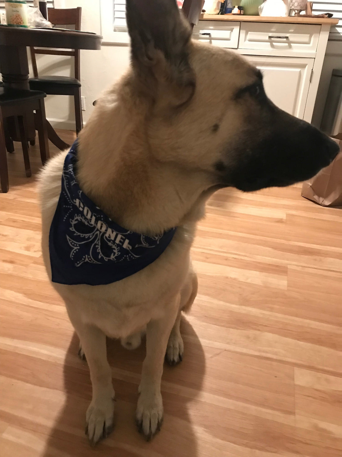 Colonel is so handsome in his Cape Bandana - West & Remount Custom Apparel